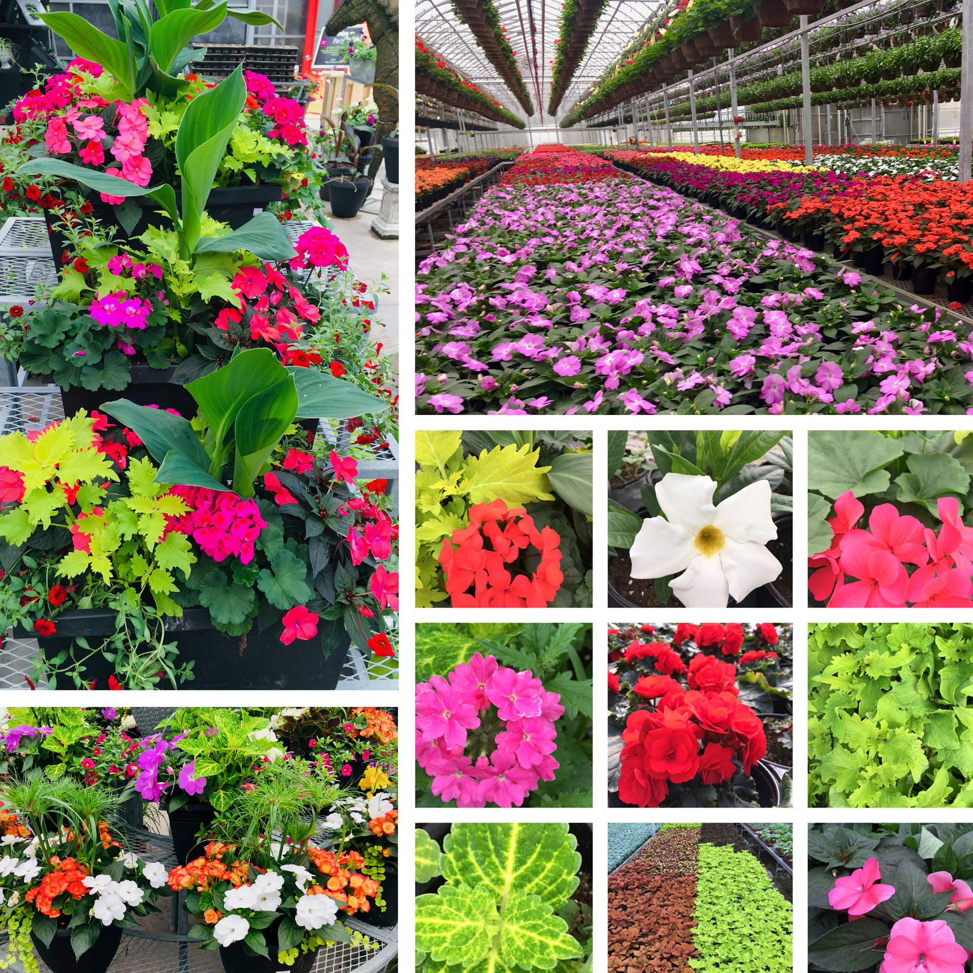 Annual Flowers at Wildhagen Greenhouses